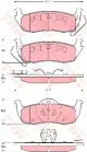 Колодки тормозные, TRW (GDB4137)