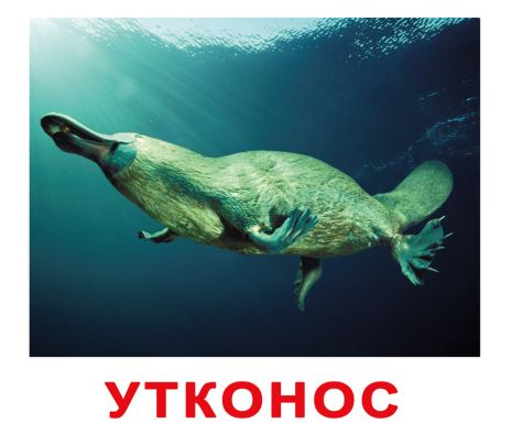 Картки великі російські з фактами "Екзотичні тварини" 20 карток, в пак. 16,5*19,5см, Україна, ТМ Вундеркінд з